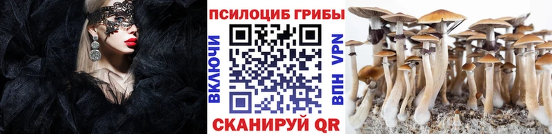 закладка  МЕГА   Псилоцибиновые грибы Cubensis  Снежногорск 